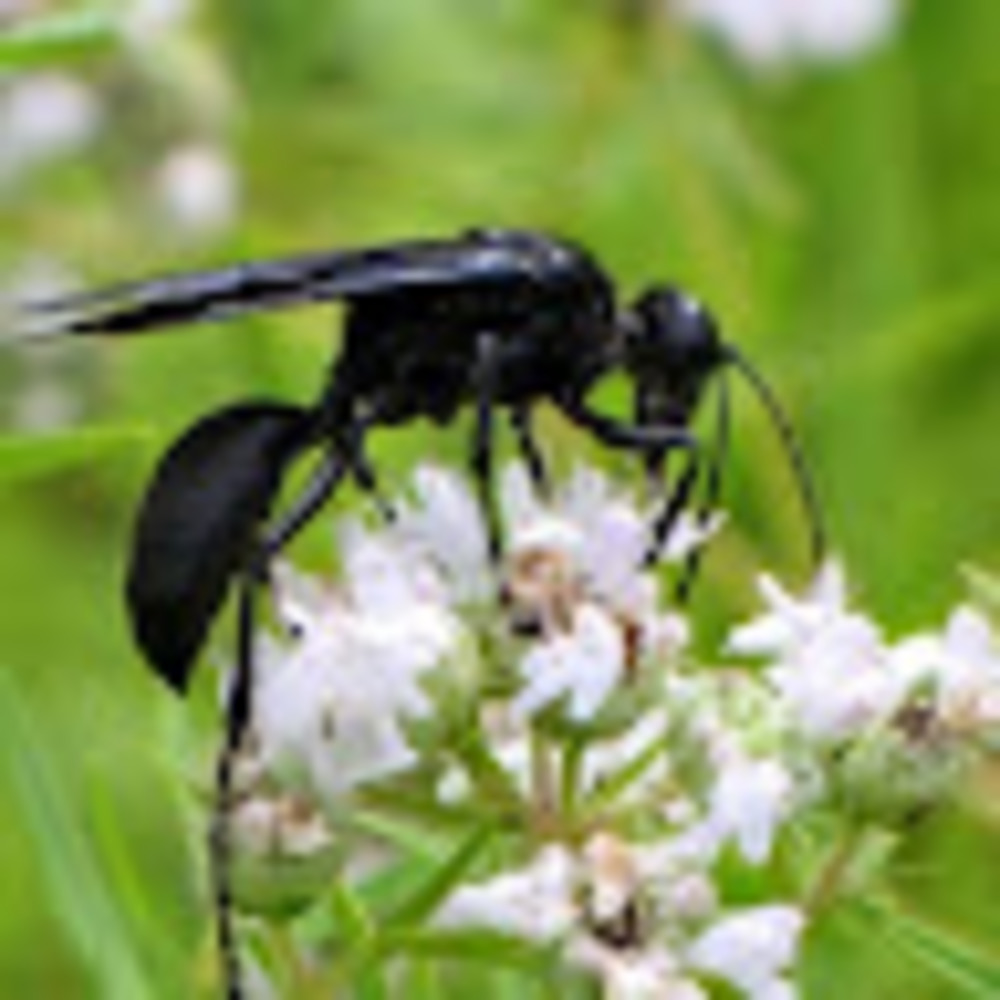 Meet your Posher, Leonard